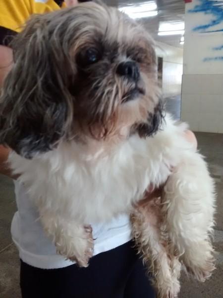 Animal encontrado no bairro São Luiz