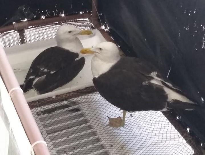 Equipe da PMP-BS estabiliza duas gaivotas resgatadas em dezembro