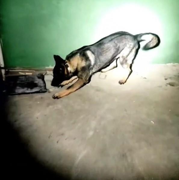 Tubarão: com auxílio de cão de faro, PM apreende pacotes de crack escondidos em imóvel