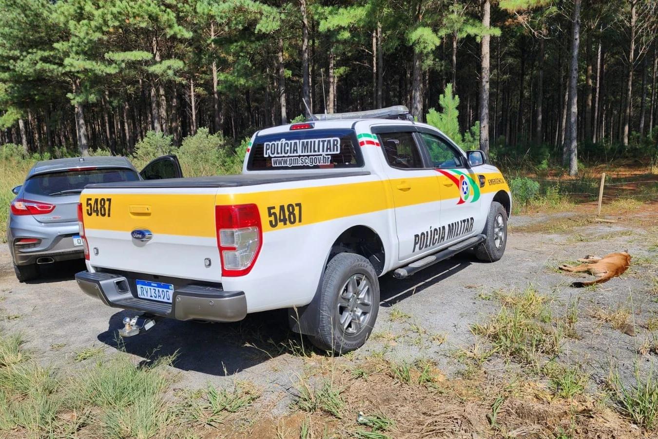 Onça-parda morre atropelada em rodovia da Serra de Santa Catarina