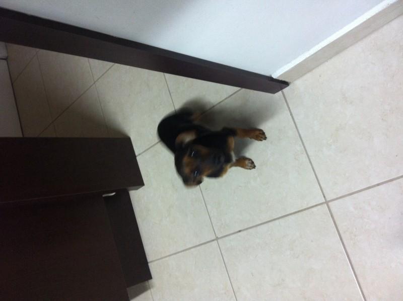 Animal encontrado no bairro Linha Batista