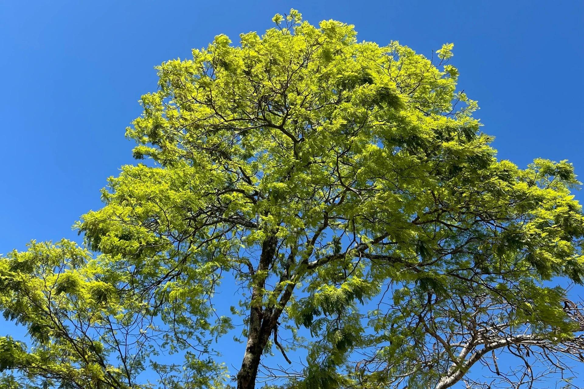 Dia da Consciência Negra terá tempo ensolarado em Criciúma