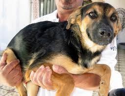 Linda cachorra mestiça pastor alemão para cuidar de casa