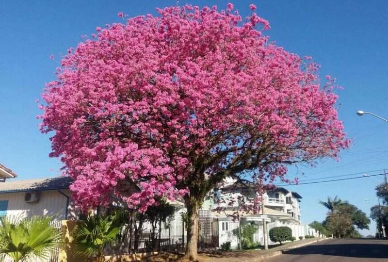 Famcri tem programação especial para comemorar o Dia da Árvore