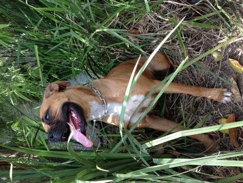 Boxer fêmea encontrada no anel viário, em Içara
