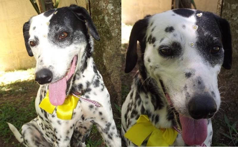 Animal encontrado no bairro São Simão