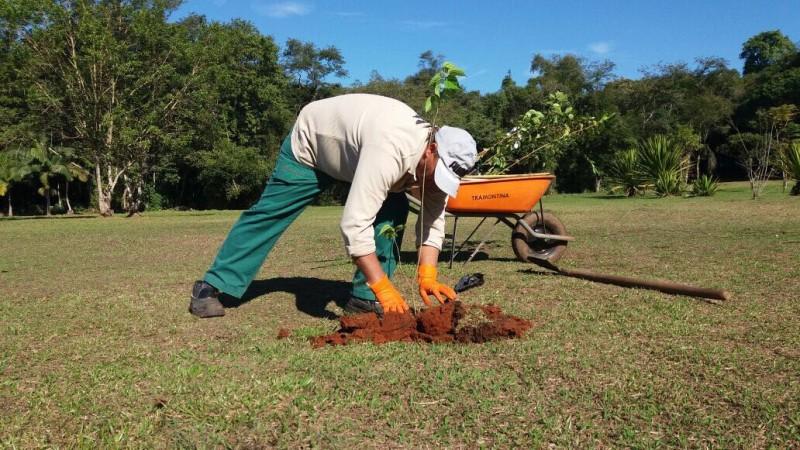 Horto Florestal ganha reforço de árvores frutíferas