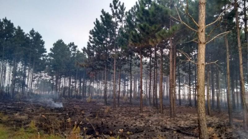 Bombeiros utilizam 23 mil litros de água para combater incêndio em vegetação 
