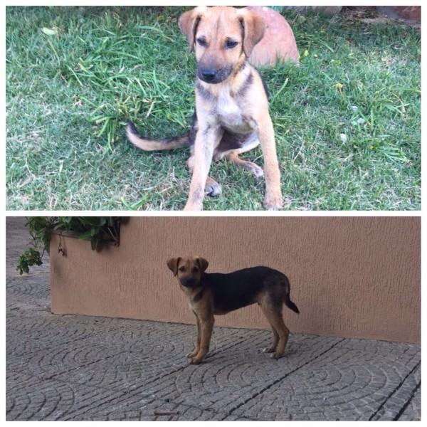 Animal para doação - Frederico