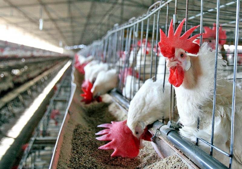 Avicultura já sofre com 40 milhões de dólares de prejuízo