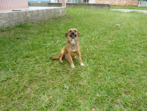 Encontrei cadelinha no Rincão! Doa-se!