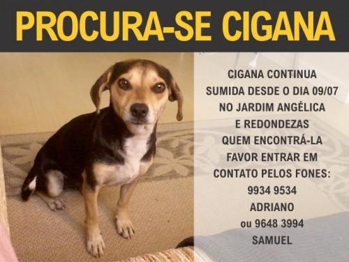 Procura-se Cigana no bairro Pinheirinho em Criciúma