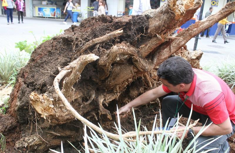 Árvores da Praça Nereu Ramos passam por análise