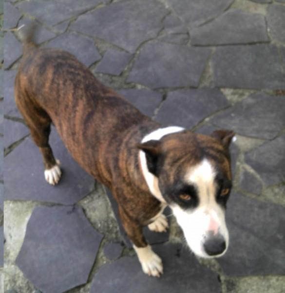Procura-se Fiona