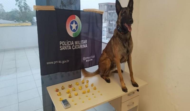 Com ajuda de cão farejador, PM apreende maconha, cocaína e crack em Araranguá