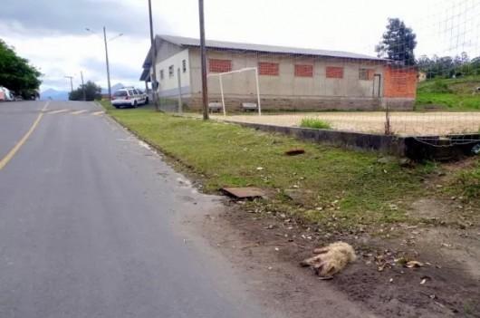 Cães e gatos são envenenados no distrito de Caravaggio