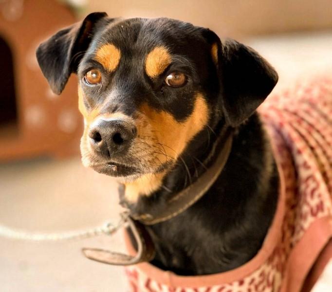 Em busca de um pet melhor amigo? O Criciúma Shopping tem a oportunidade perfeita