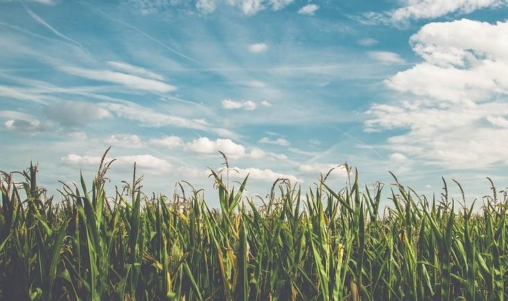 Agricultura de Criciúma sofre com danos por causa da estiagem