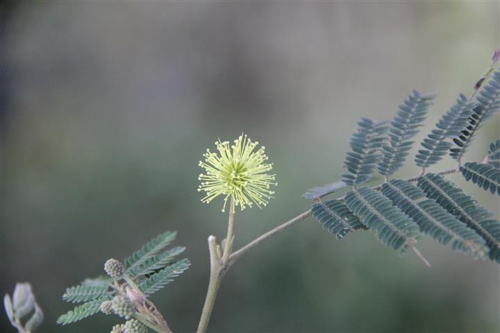 Satc elabora guia ilustrado da flora de áreas em processo de recuperação