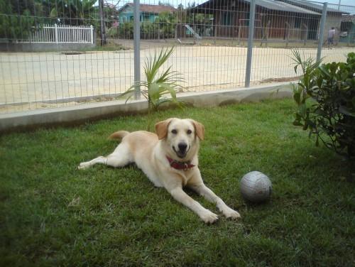 Procura-se LUCKY no bairro DOA-SE em TURVO