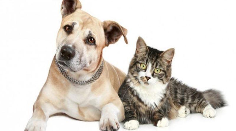 Castrar ou não castrar os animais de estimação?