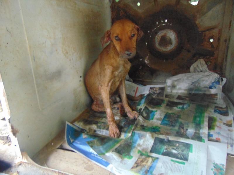 Animal encontrado no bairro Bel Recanto