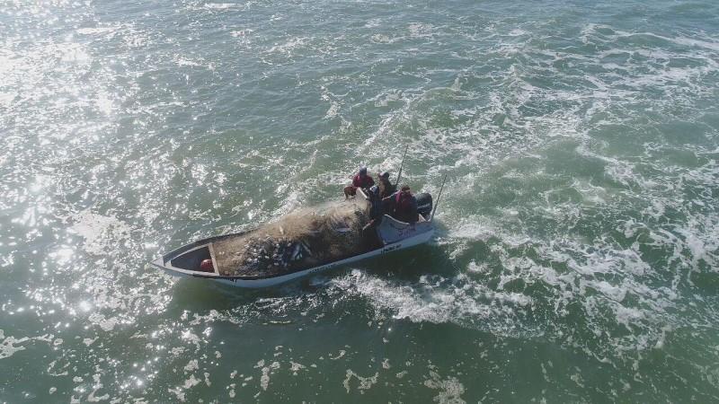Pelo segundo ano consecutivo, resultado da pesca da tainha fica abaixo da expectativa dos pescadores