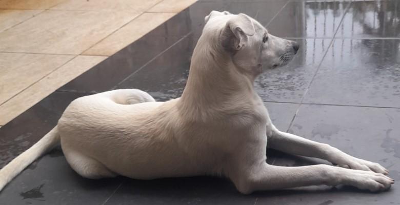 Animal para doação - Luki