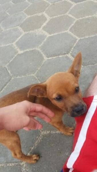 Animal para doação - Duque