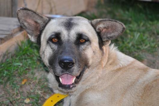 Cão Pastor Alemão fêmea precisa de um lar!