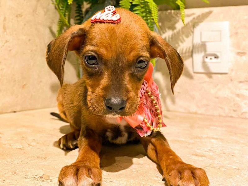 Fim de semana com feira de adoção de animais no Criciúma Shopping