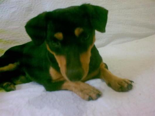 Cachorro é encontrado no Angeloni