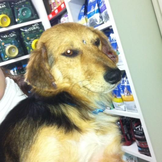 Cachorrinho precisa de um lar