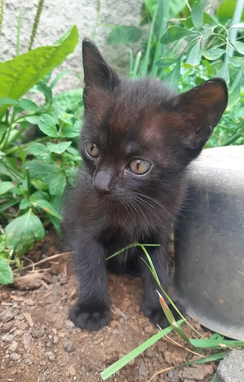 Animal para adoção - Filhotinho Sem Nome Ainda
