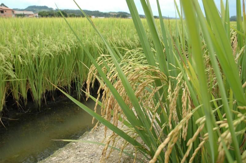 Acumulado de chuva dos últimos dias é comemorado pela agricultura do Sul catarinense