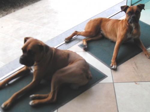 Casal de Boxer perdido