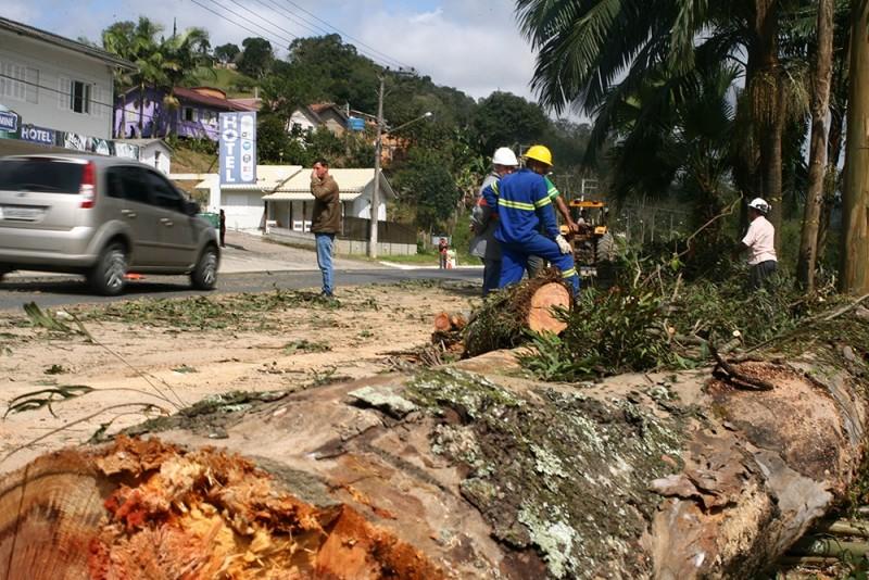 Supressão vegetal, em bordo da SC-390 de Lauro Müller, finaliza derrubada de árvores maiores