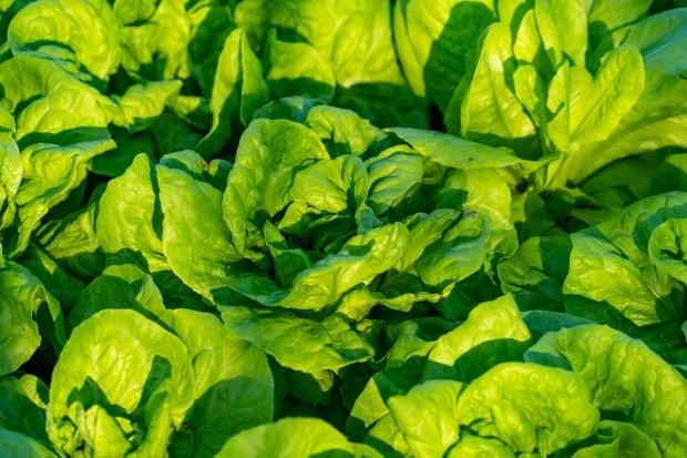 Na região de Florianópolis e no Sul do Estado, produtores agrícolas estão entregando em casa