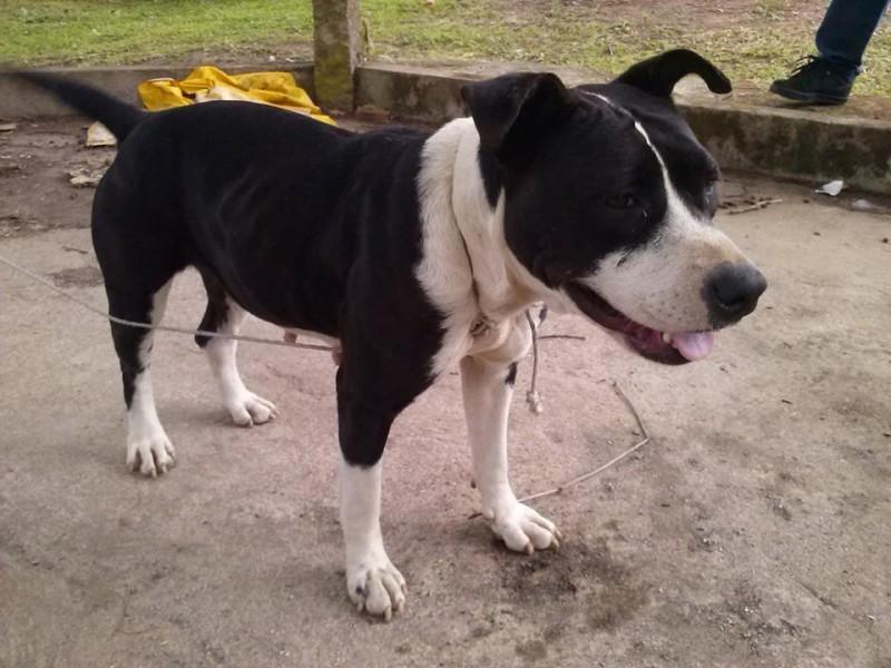 Animal encontrado no bairro Santa Bárbara