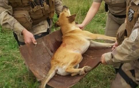 Delegacia virtual de proteção animal agora é lei