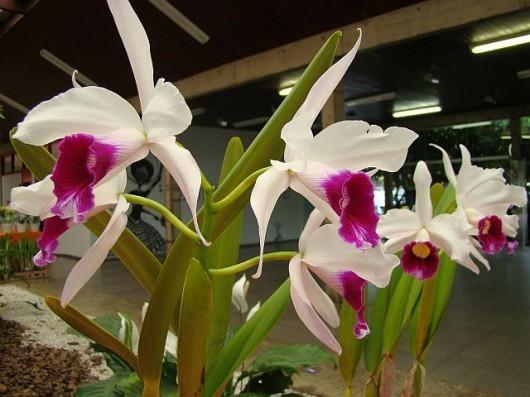 Flor símbolo de Santa Catarina em exposição na Unesc