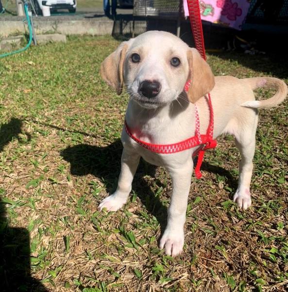 Força-tarefa vacina 49 animais contra a raiva em Criciúma