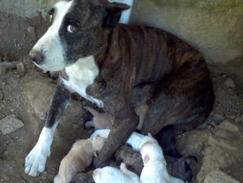 Procura-se Fiona no bairro Pinheirinho em Criciuma