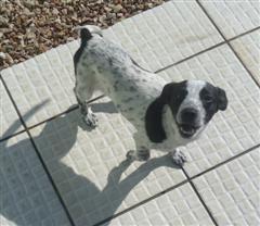 Princesa precisa de um dono!