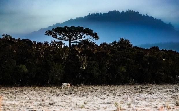 Chuva e frio intenso de origem polar aumentam chance de neve em SC