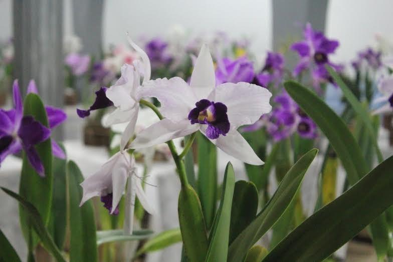 Rincão em Flores se consolida no calendário de verão