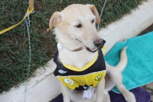 Feira de adoção de cães e gatos acontece no Nações Shopping 