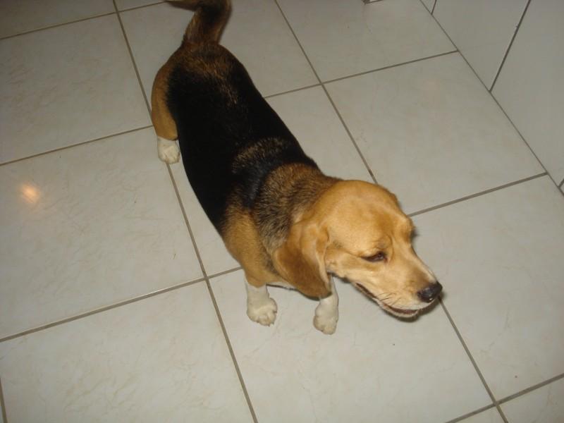 TEM NOVO LAR!! Animal perdido no bairro Colonial