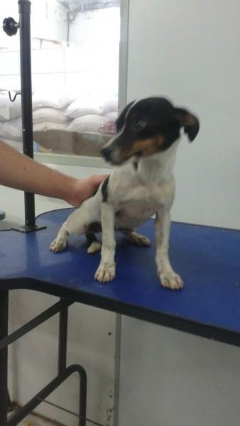 Animal encontrado no bairro Santa Bárbara