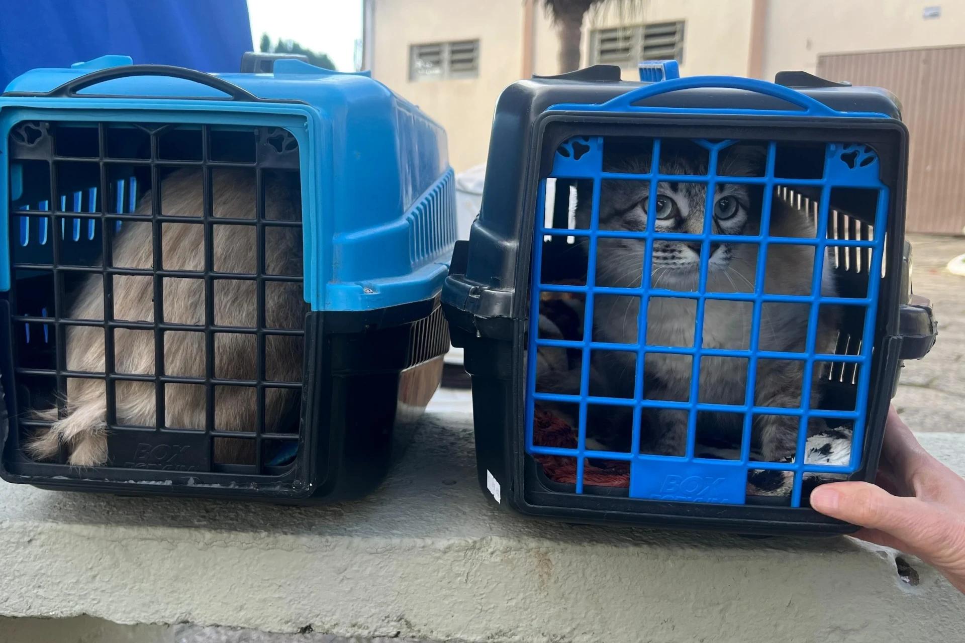 Campanha de vacinação gratuita para pets começa neste sábado em Morro da Fumaça
